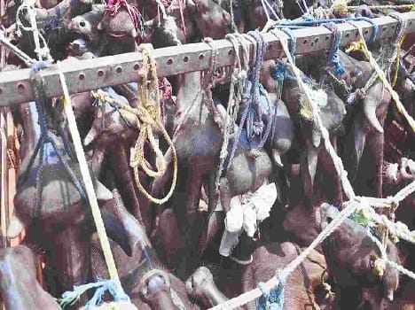 bawal after 30 buffalo death